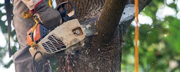 How Our Tree Care Process Works  in  Holly, MI